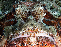 Scorpionfish up close, taken with at Ras Umm Sid with E30... by Nikki Van Veelen 